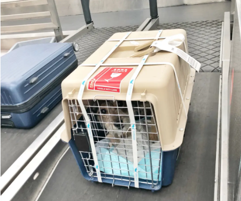大同宠物托运 宠物托运公司 机场宠物托运 宠物空运